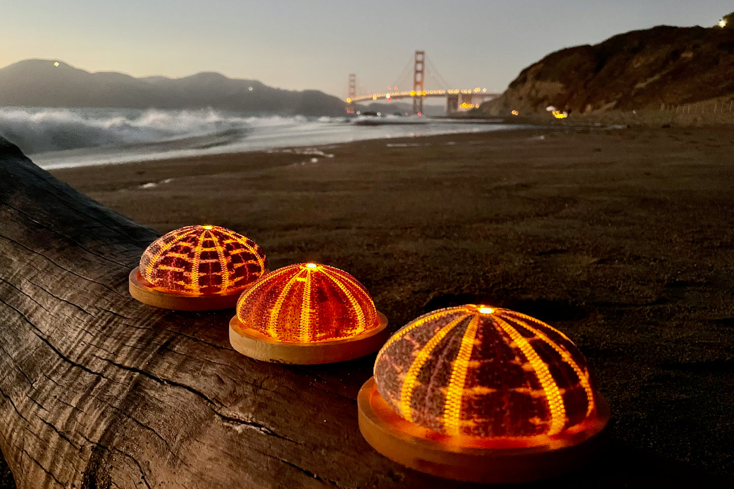 Glowshella Trio: Set of Three Sea Urchin Lamps