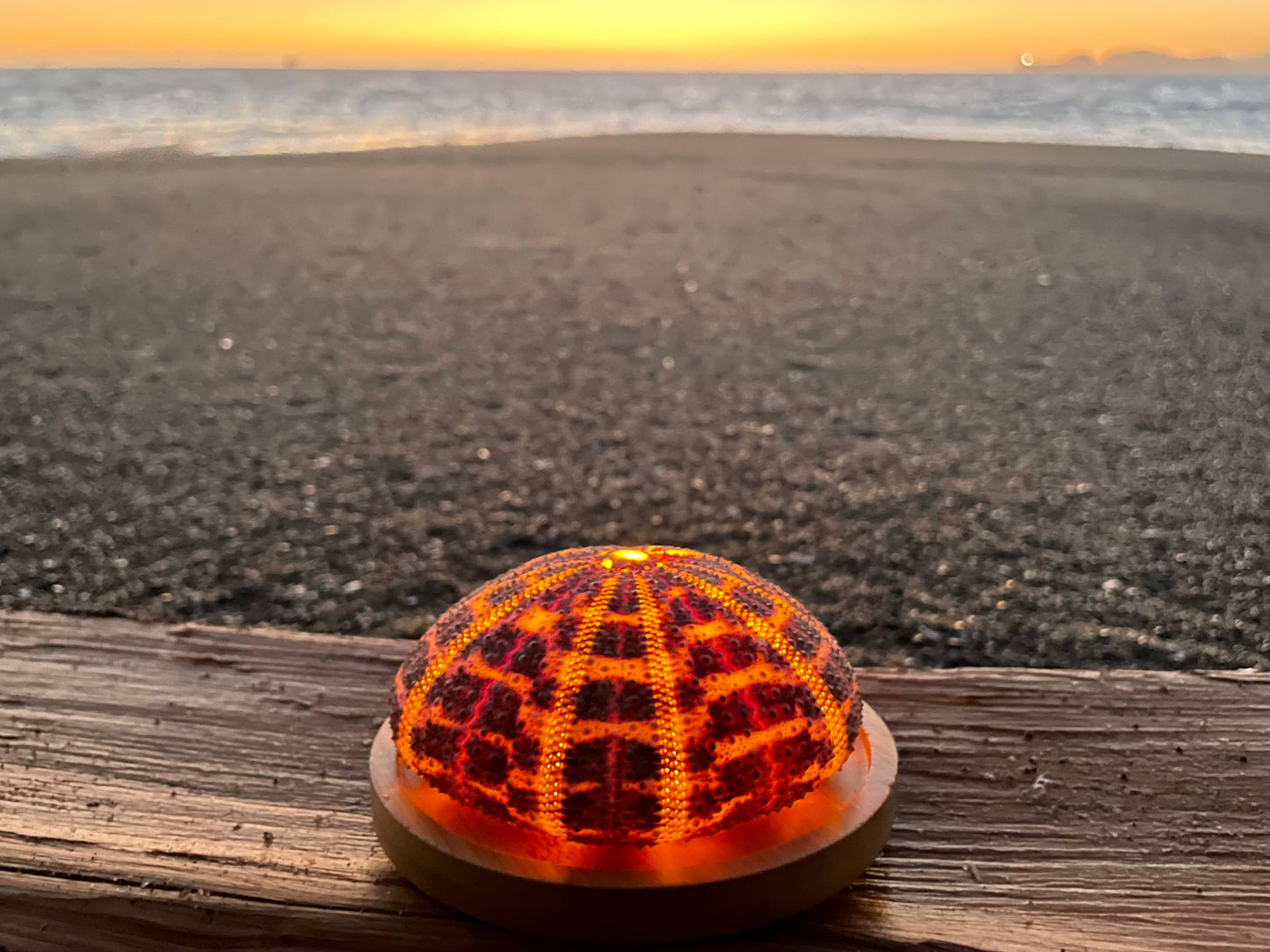 Glowshella Sea Urchin Lamp