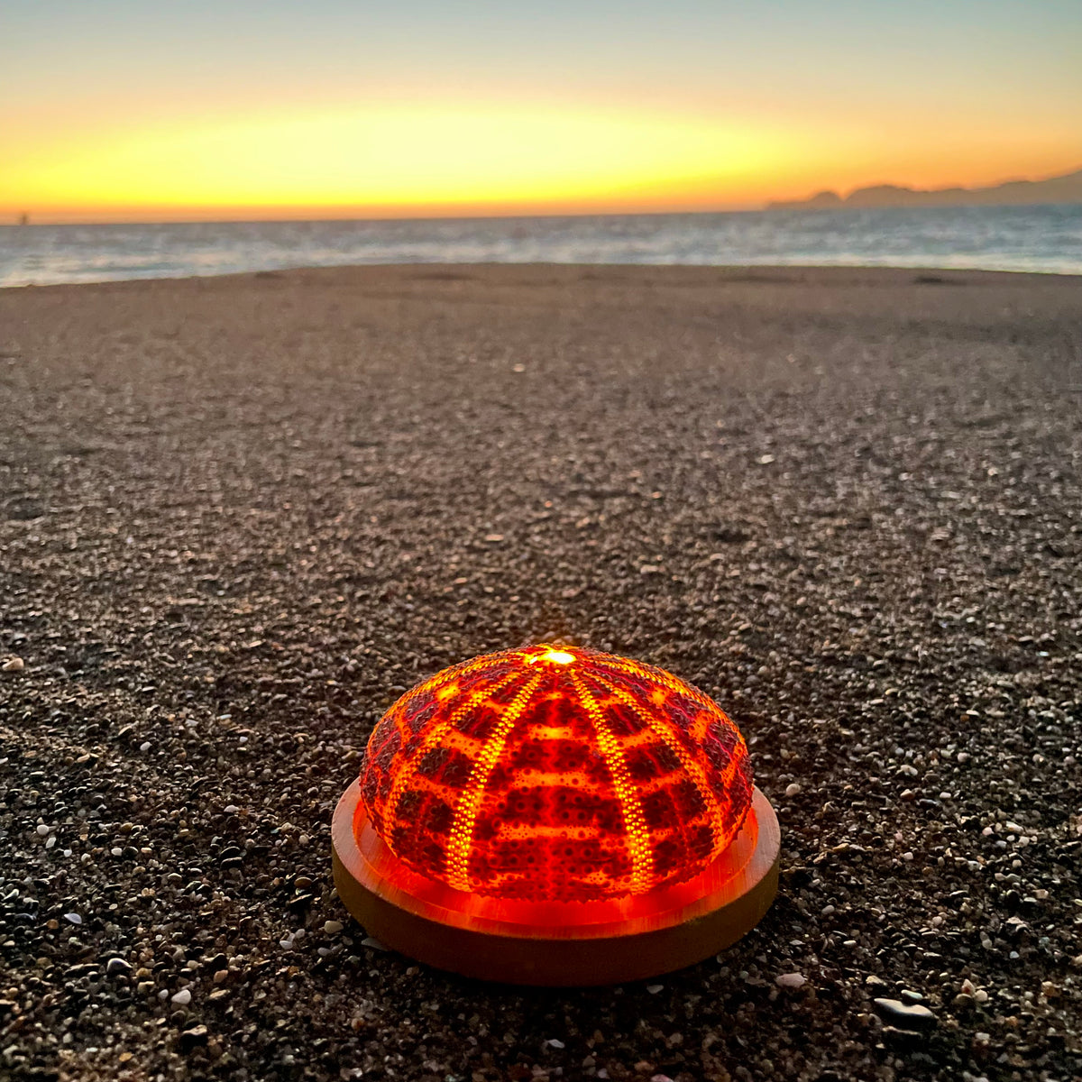 Glow Shell Glowshella Sea Urchin Lamp – GlowShella